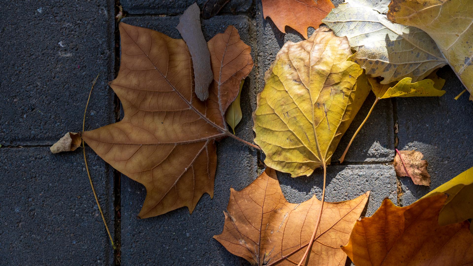 再见就是明年了。
