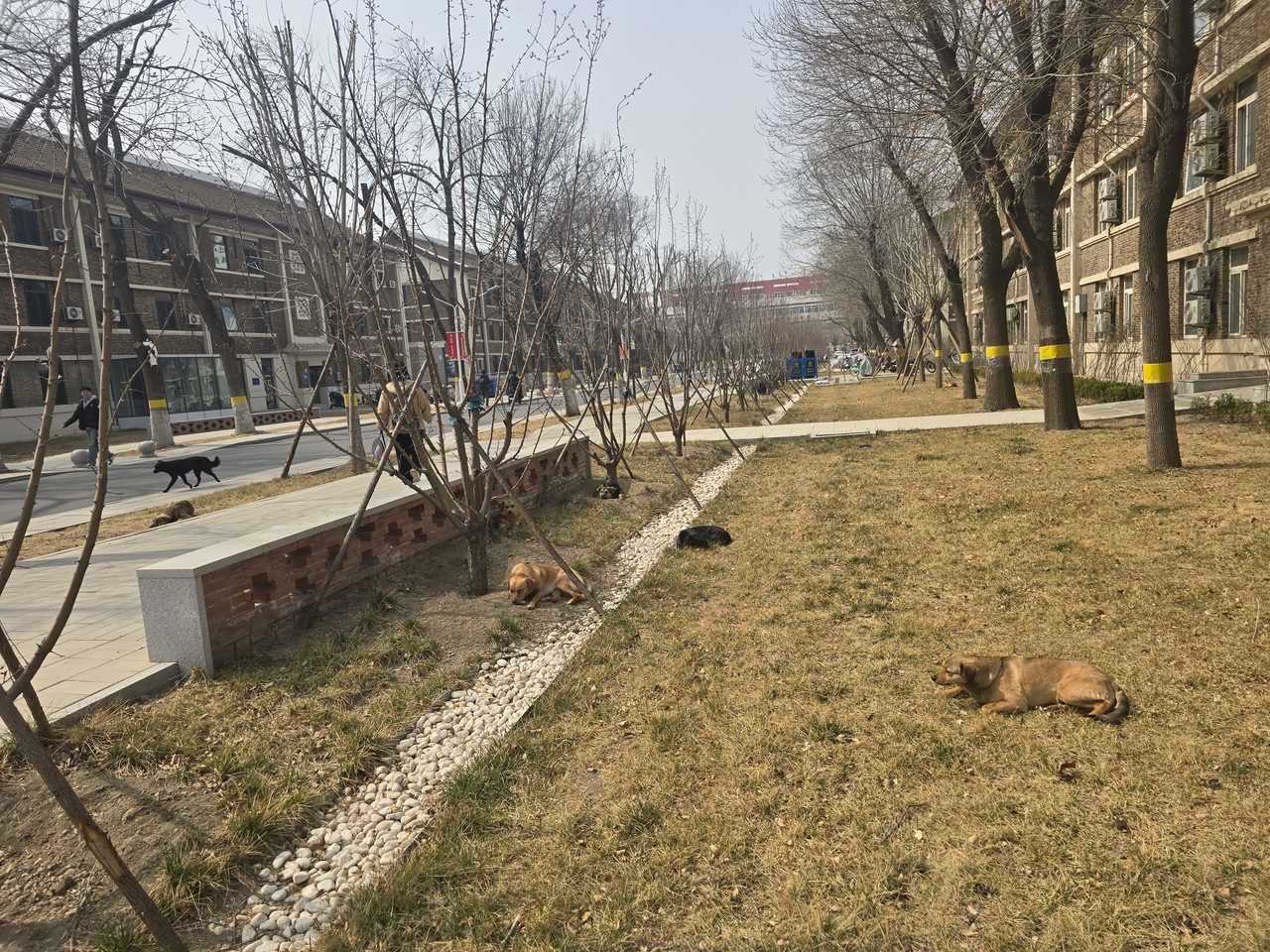 8615【🐶】数数一共几只小狗狗 ​​​