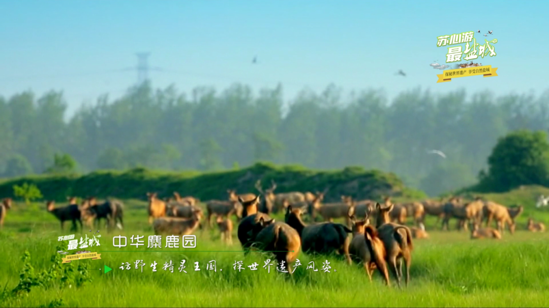 上海长宁|“沪盐旅游线路”发布！来一场“说走就走的旅游”吧！