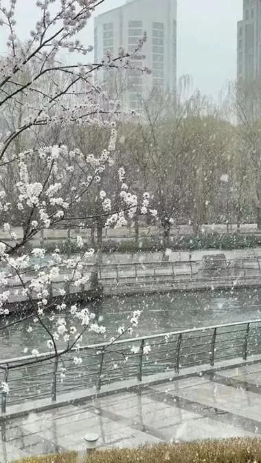 从去年入冬以来，北京城区就没有下过雪。没想到3月15号，北京城区竟然下了一场大雪