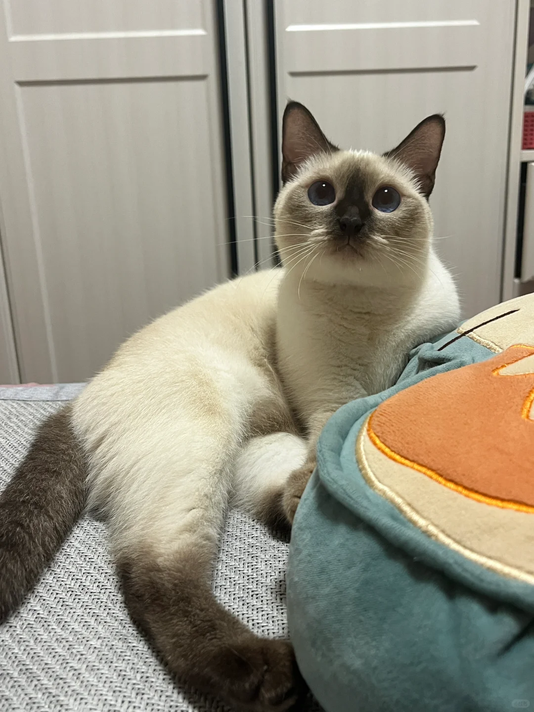 蓬松蓬松的猫猫头