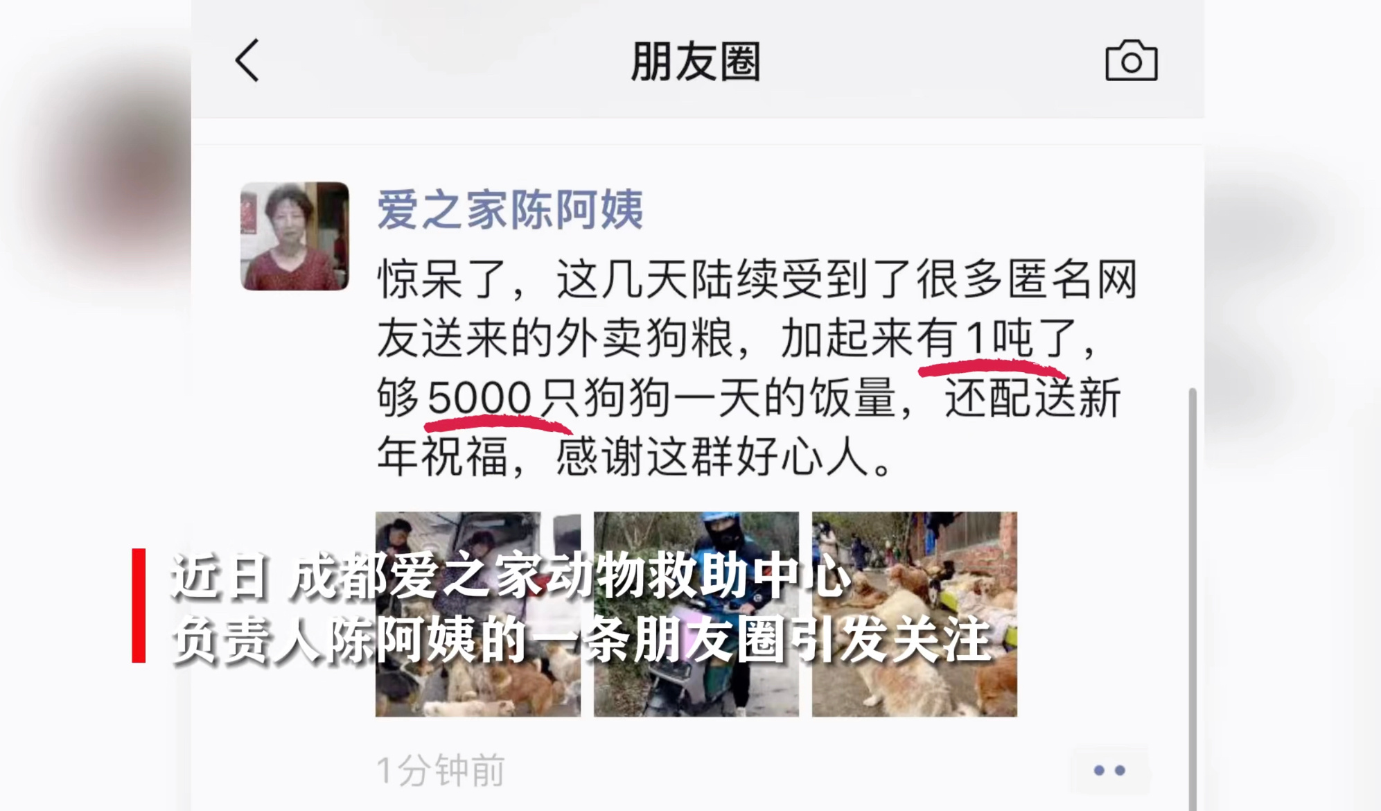 #5000只毛孩子收到一吨年夜饭# 全员过年的氛围有了。狗狗是非常聪明、忠诚、友