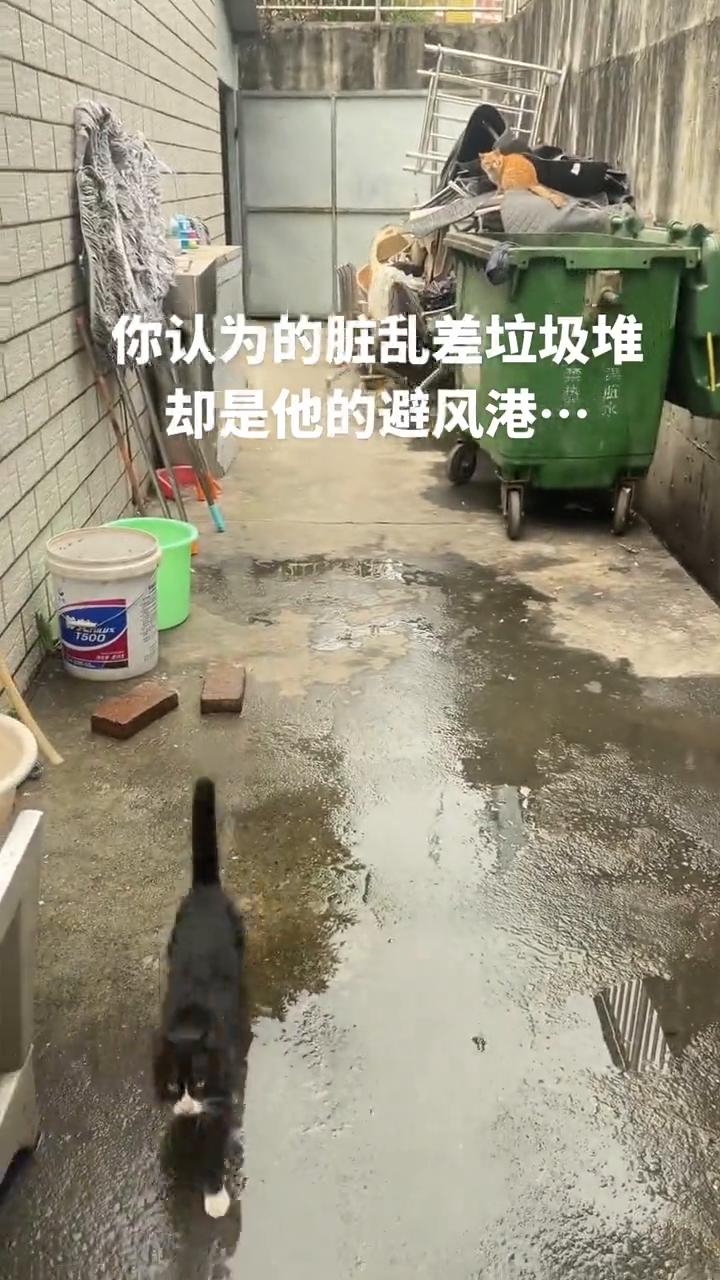 你认为的脏乱差垃圾堆，却是它的避风港。