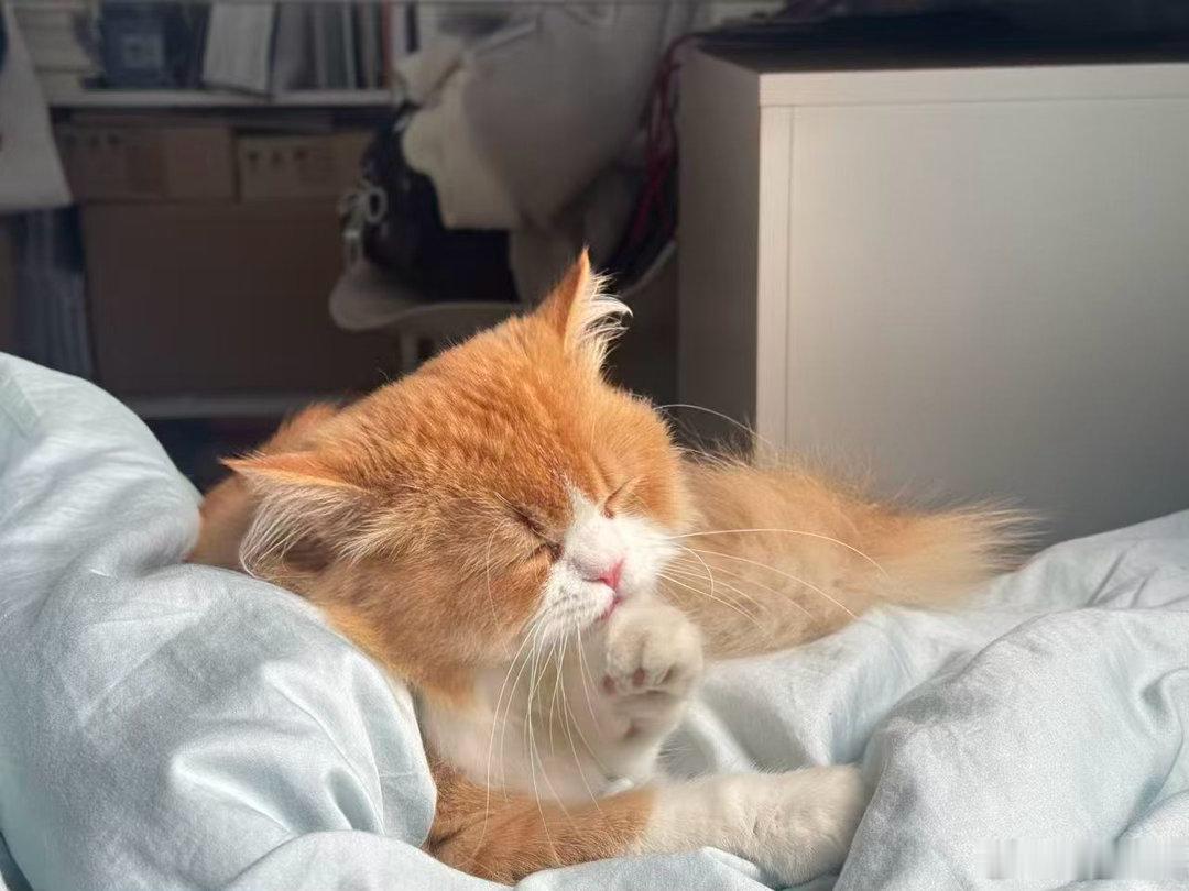 每日萌宠打卡萌宠阳光下睡觉的小猫🐱 