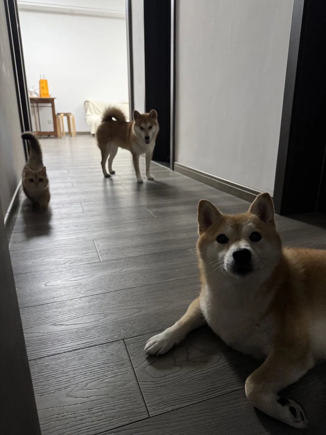 “三胎家庭”？猫猫刚来就这么黏人！