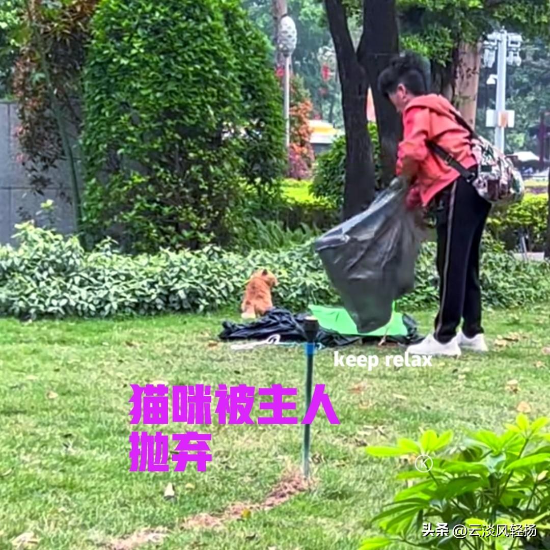 这是广东的一位网友，在公园里无意中拍到的，当时网友正在散步，忽然听到有猫的叫声。