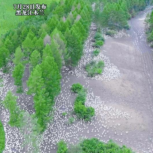 黑龙江大哥打工嫌挣钱太慢，包下整片林地养 13 万只大鹅，单只卖 150 元，全