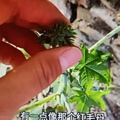 青春可怕，有些植物也可怕。像农村就有不少剧毒植物，比如蛇包，它是天南星科的。之前