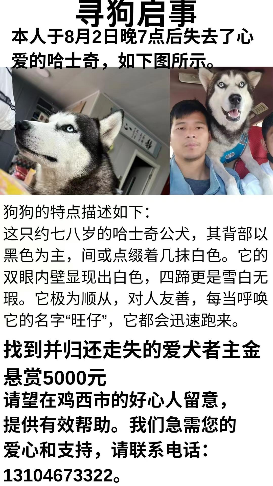 鸡西朋友帮忙留意一下，主人很着急！@小迟和流浪狗的故事 #找狗寻狗 #丢失毛孩子