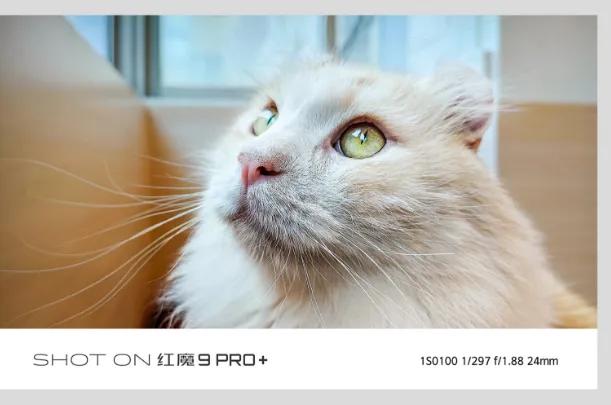 这是红魔9 Pro拍的？你信吗？现在手机怎么都卷拍照了，太凶了，还有光学防抖，这