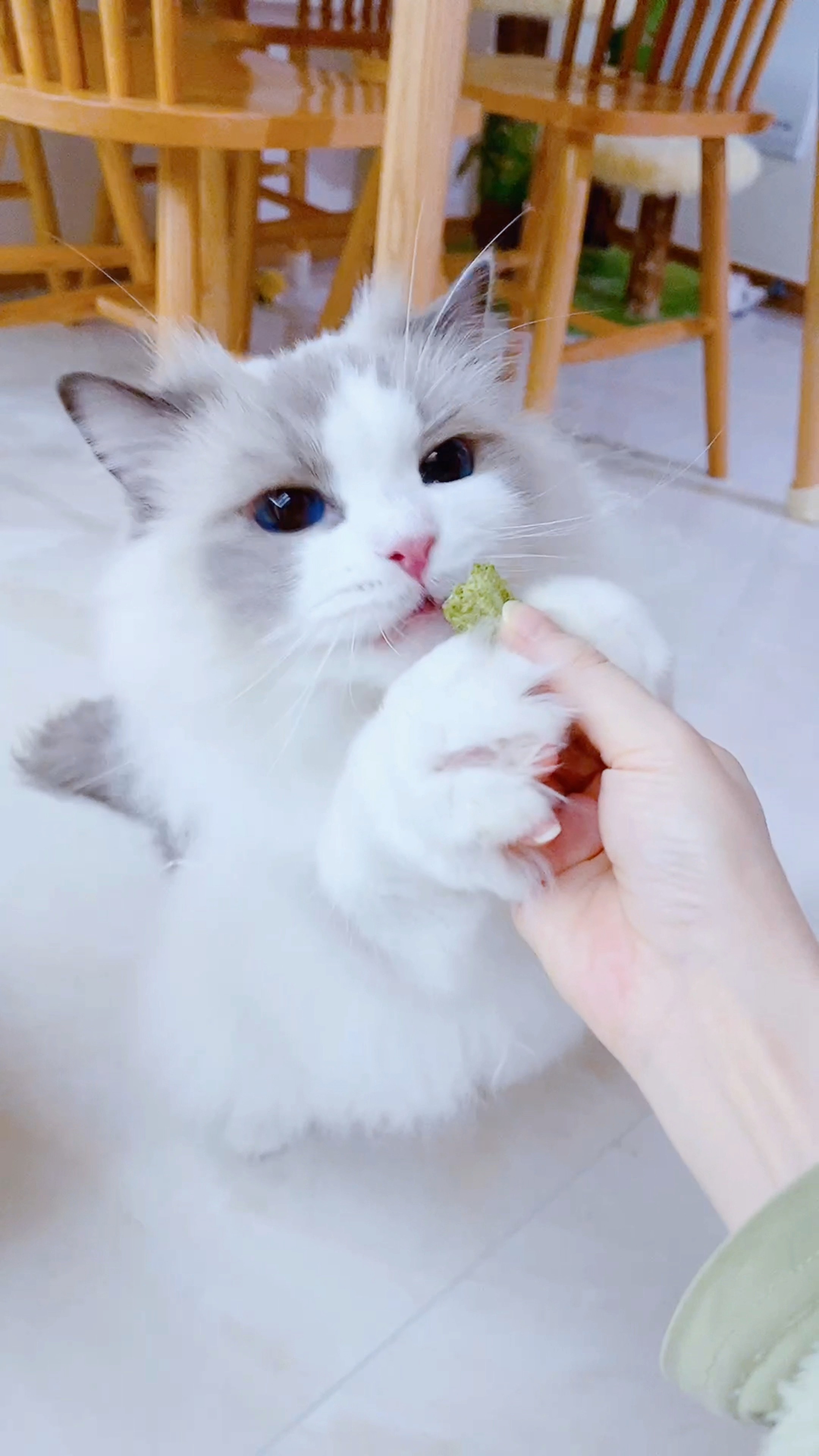 这喂不饱的小猪～吃点猫草冻干快去睡觉，放过我也放过兄姐～ 