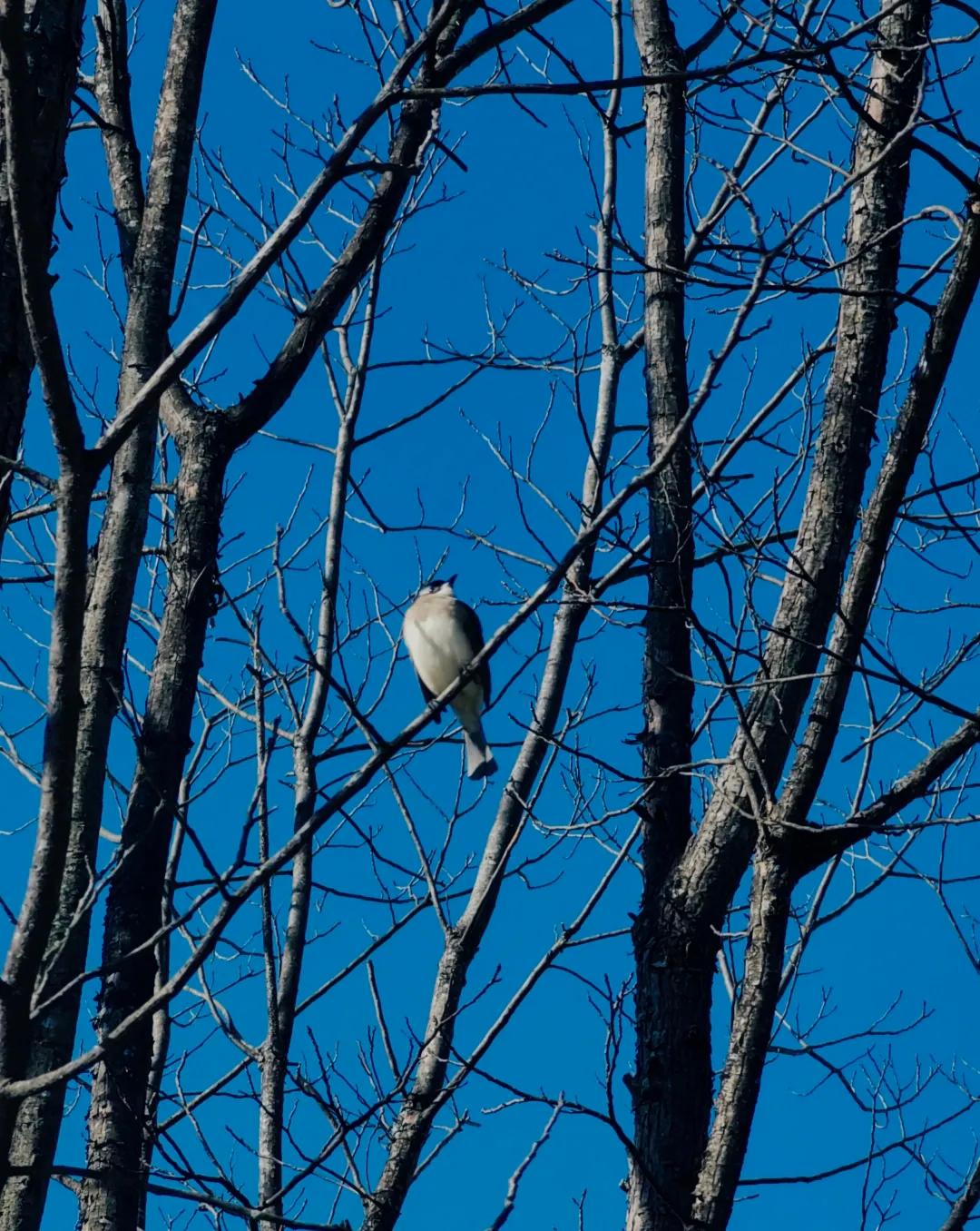 徽州蓝调💙

什么都无需写✍🏻

留下巨大的语言空白🖼️

等冷风吹进来?