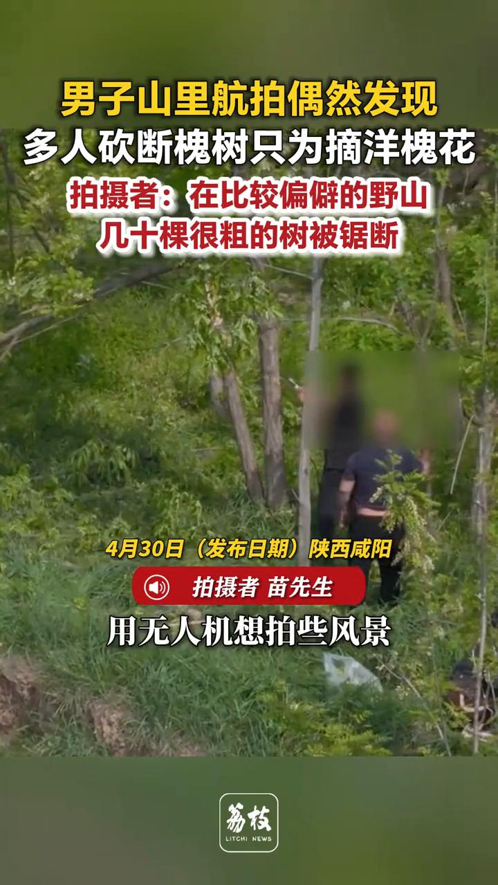 男子山里航拍偶然发现多人砍断槐树只为摘洋槐花。
拍摄者苗先生。
4月30日(发布