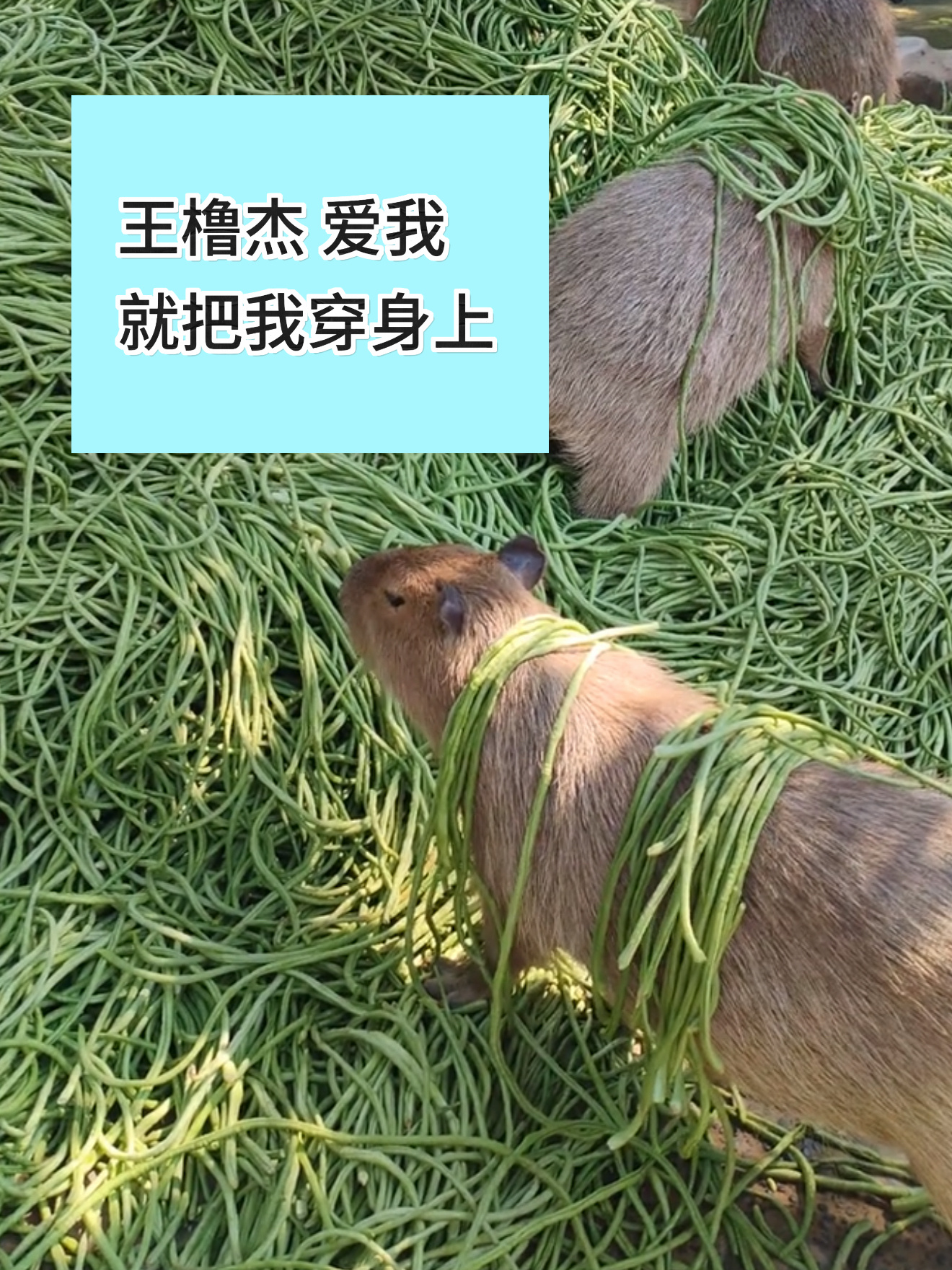王橹杰给我的饭撒 别嫉妒 