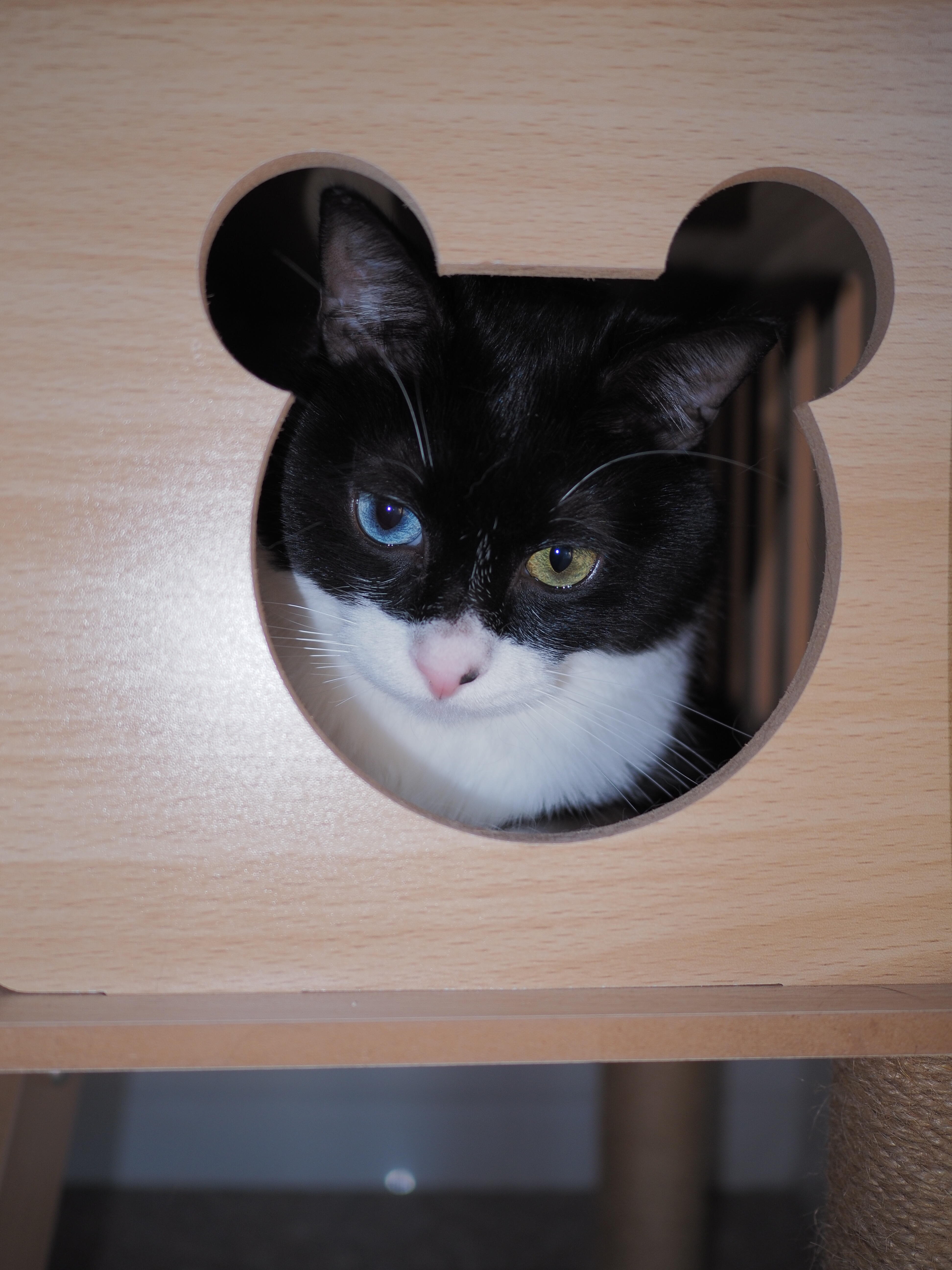 米老猫 