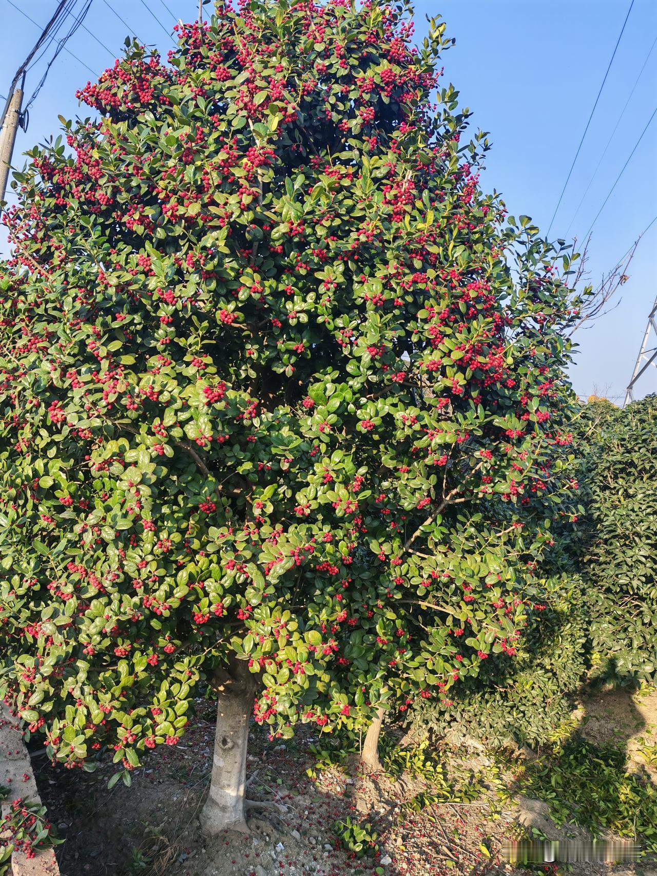 公公就像古代的老太爷

吃完饭从不收拾桌子

一杯茶一支烟吧嗒喝着吧嗒抽着

都