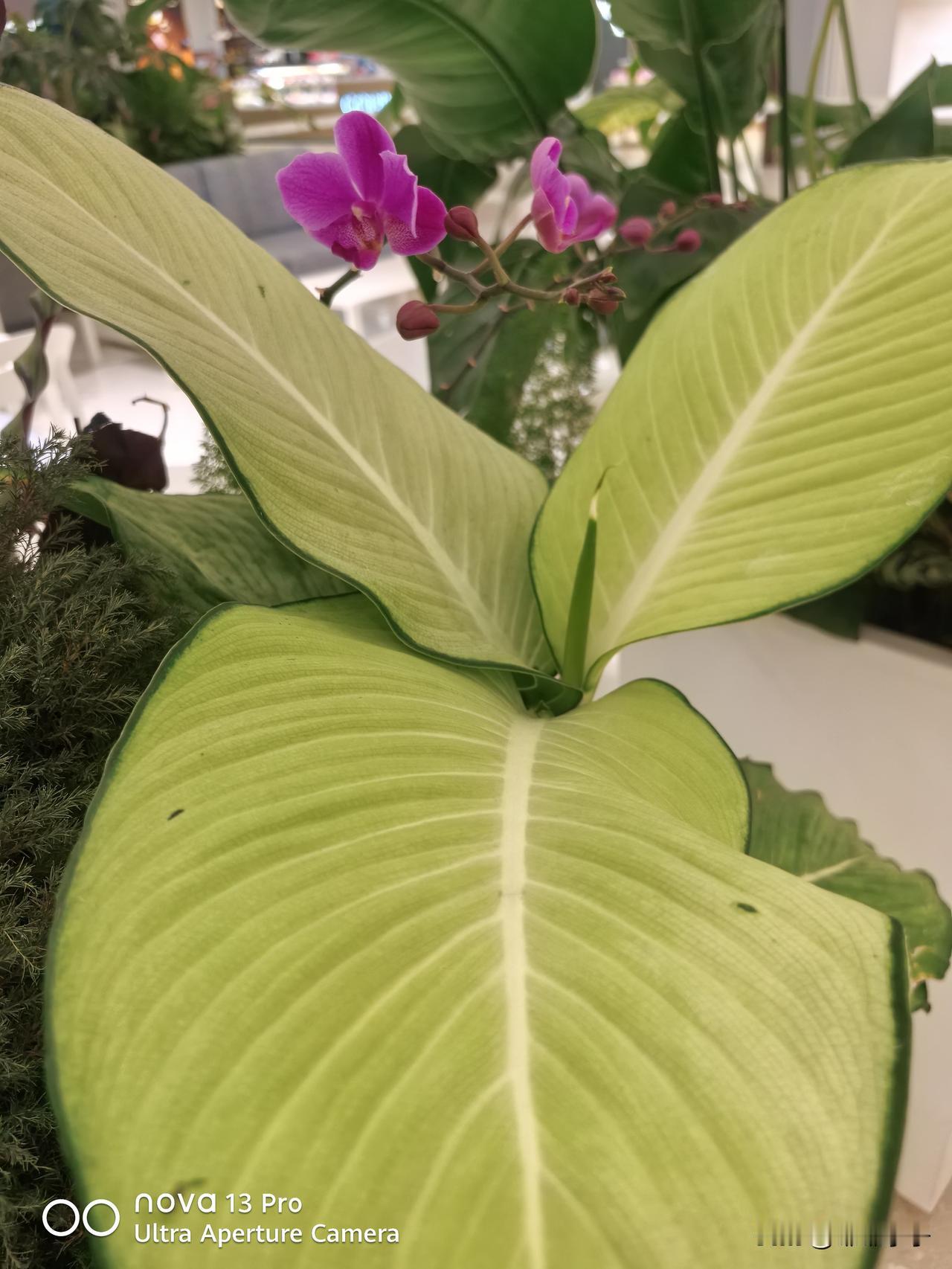 今年春天最想实现的心愿在万花丛（网络空间平台聚众）中最自己微小的颜色。