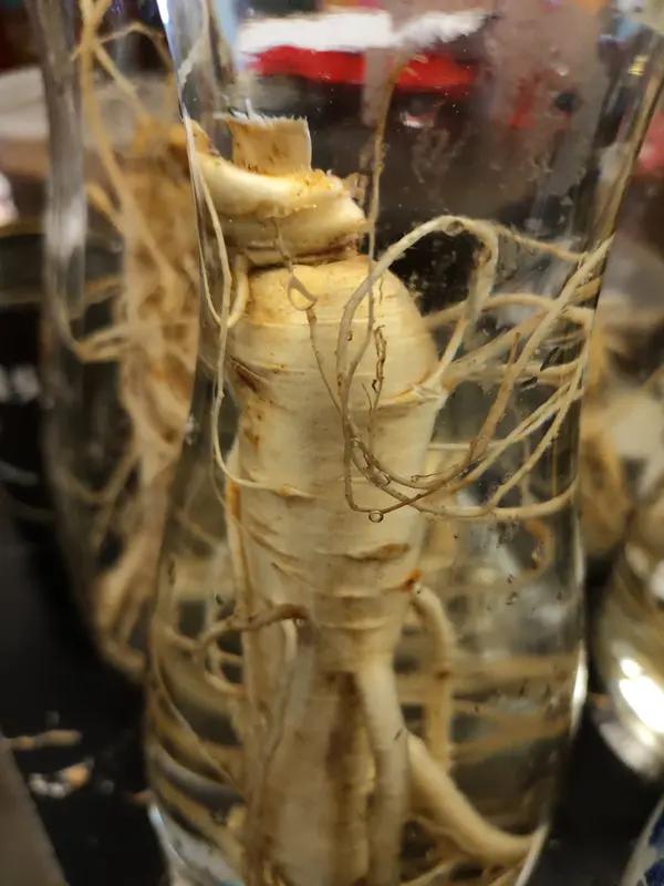 酒泡人参三年又发芽？