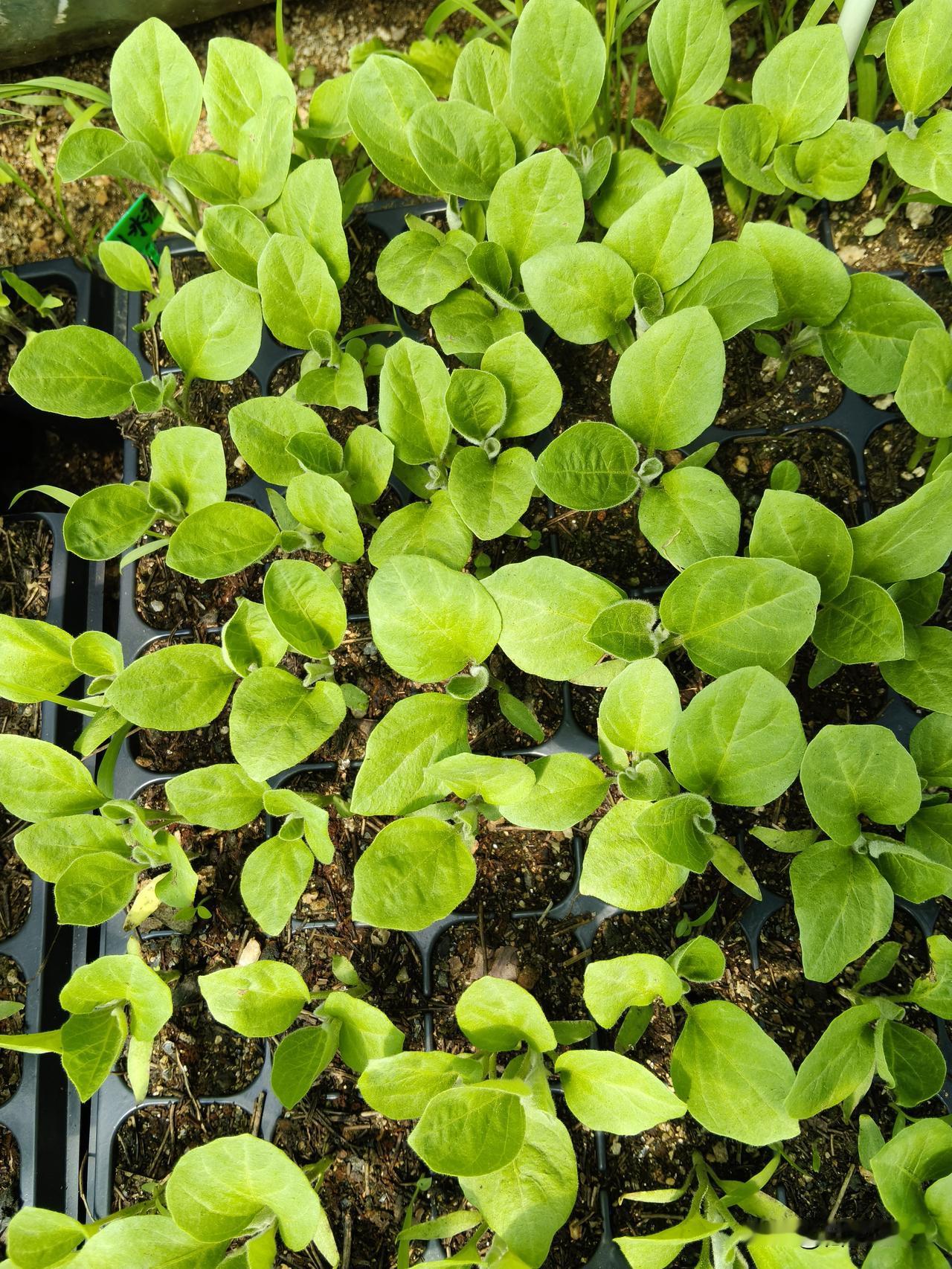 感谢天，感谢地，
终于让我遇到了知音！

原本以为，文章不推 流，我多育的菜苗子