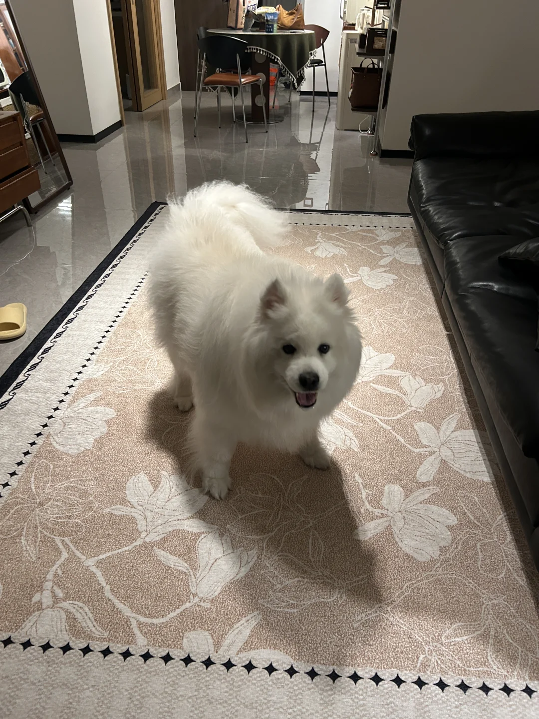 小狗的投影面积是？