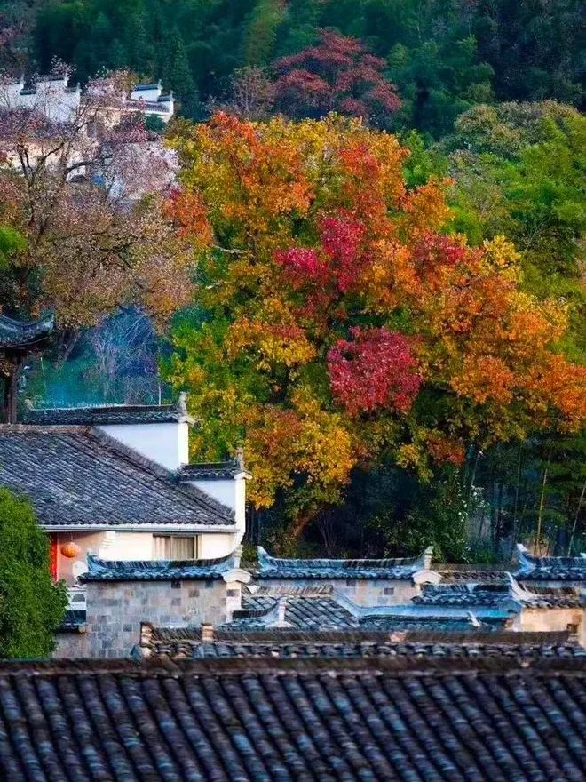 皖南赏秋指南🍂，解锁秋日限定美景！