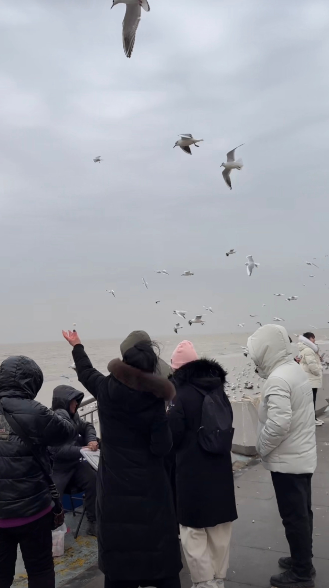 正宗天津人周日早晨可能更习惯顶风冒雨喂海鸥… 