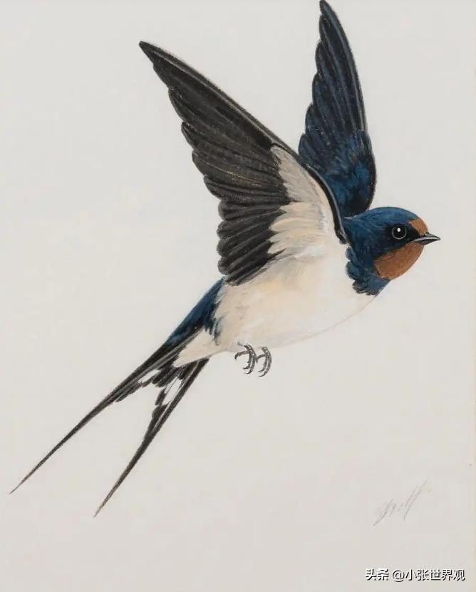 第一次意识到，燕子是没有国籍的。小时候以为燕子是我们中国的，南飞是往中国南方飞，