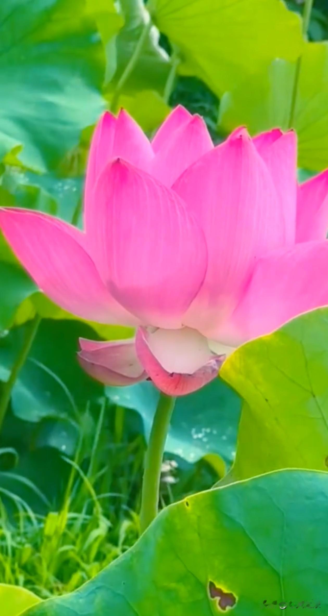 莲花开了许你许我 许我们都能“好运莲莲”荷花 夏日荷塘 治愈风景 夏天该有的样子