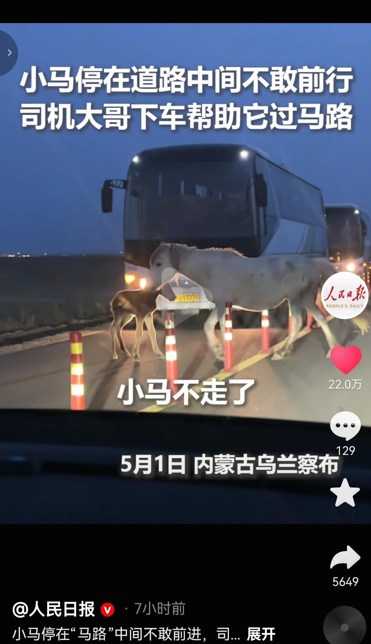 深夜公路上的这一幕，真的暖到我了！
 
茫茫夜色里，小马驹在车流中吓得不敢动，大