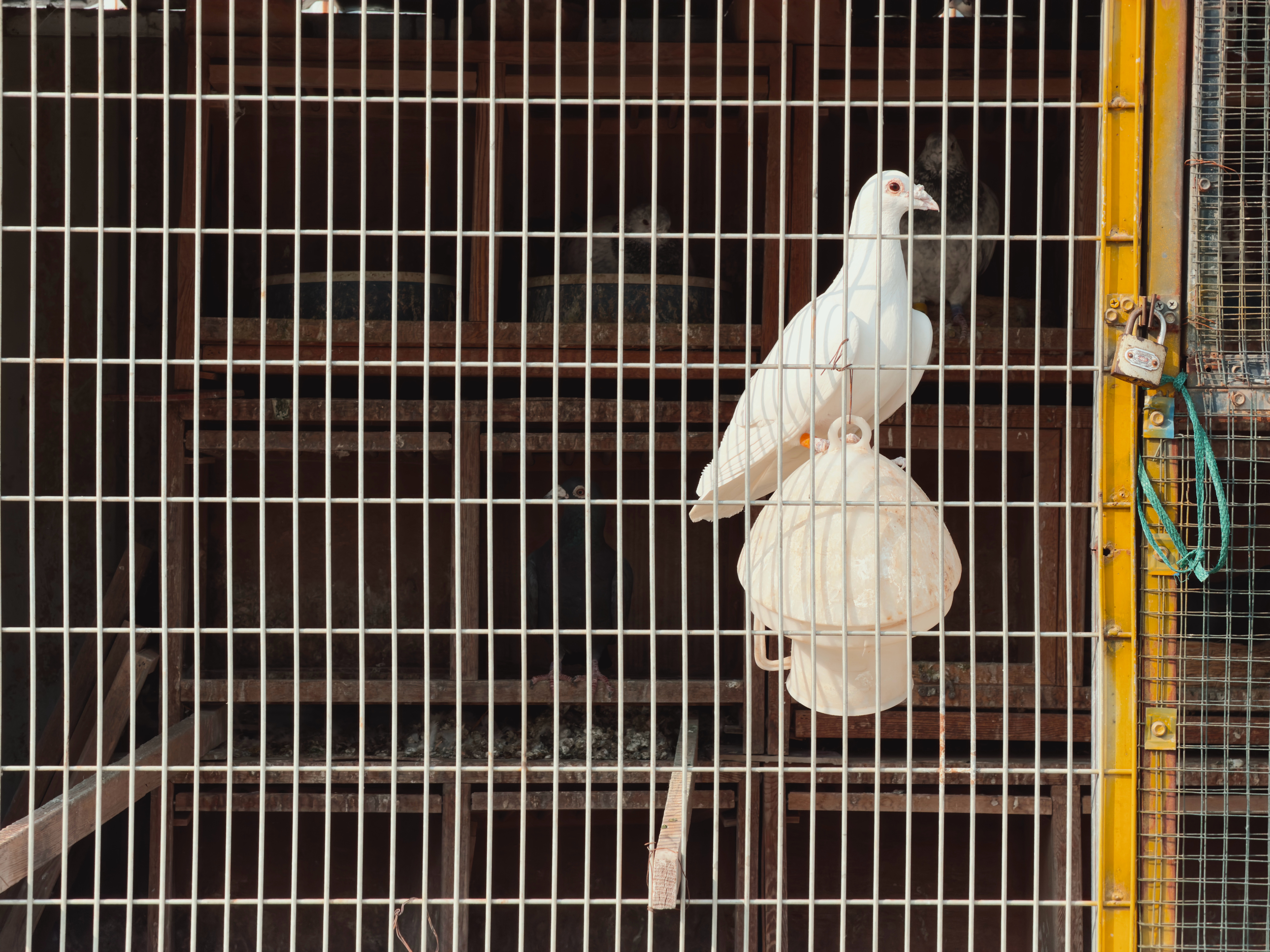 “现实是一场温和的荒诞”📱iPhone 17 Pro Max + Leica 