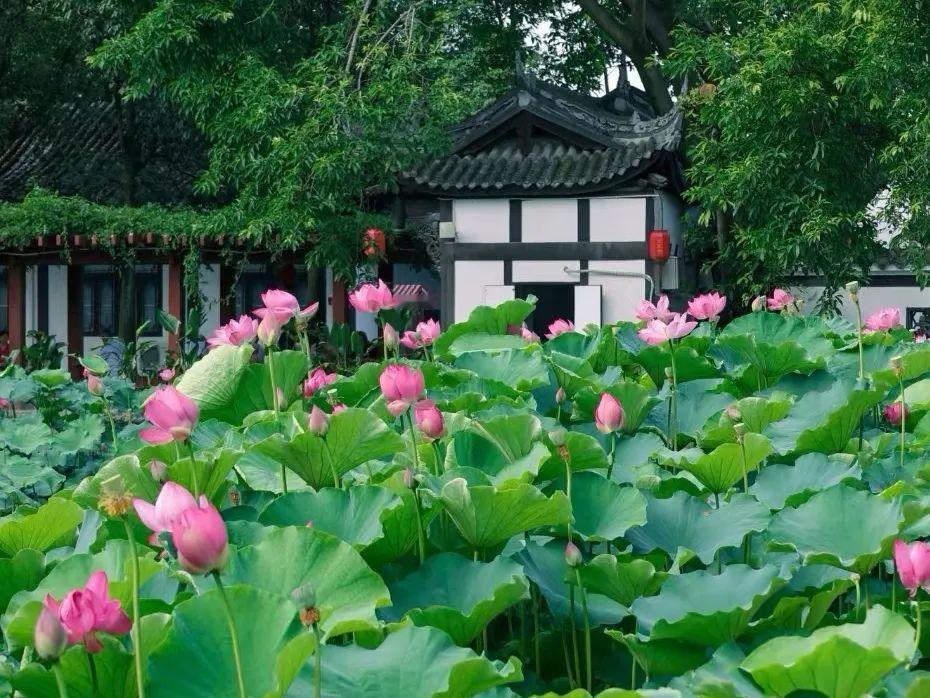 四川郫都区：望丛祠闭园近一年后重新开放，赛歌会和荷花相继登场

闭关改造近1年后