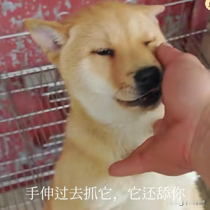 卖狗的时候当你试完以上这几个动作，这个绝对没问题，它忠诚护主，值得好养它。卖狗方