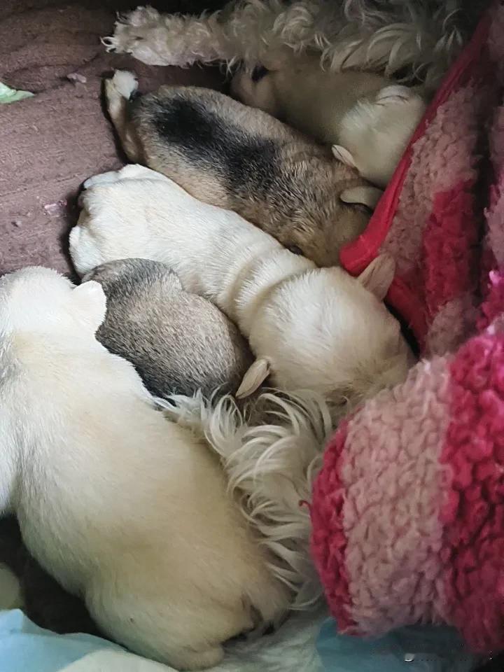 母爱真的太令人感动了！


自从做上妈妈后，福多多每天都尽心尽责地呆在狗窝里，让