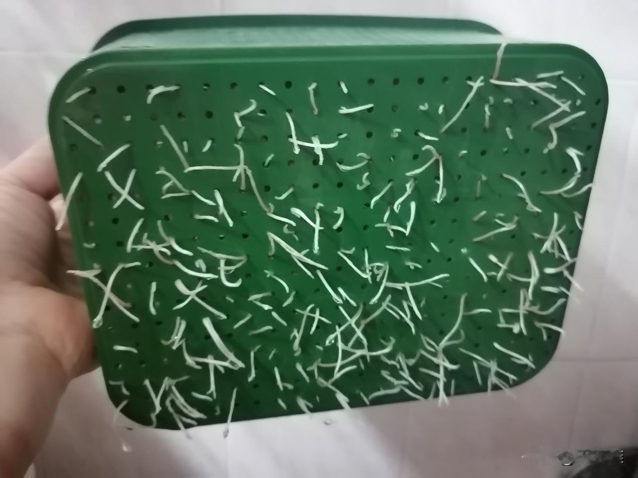 我更正一下哈，我是每天早上洗一遍豆芽，换一遍水的，晚上再重复换一遍水的。

今天