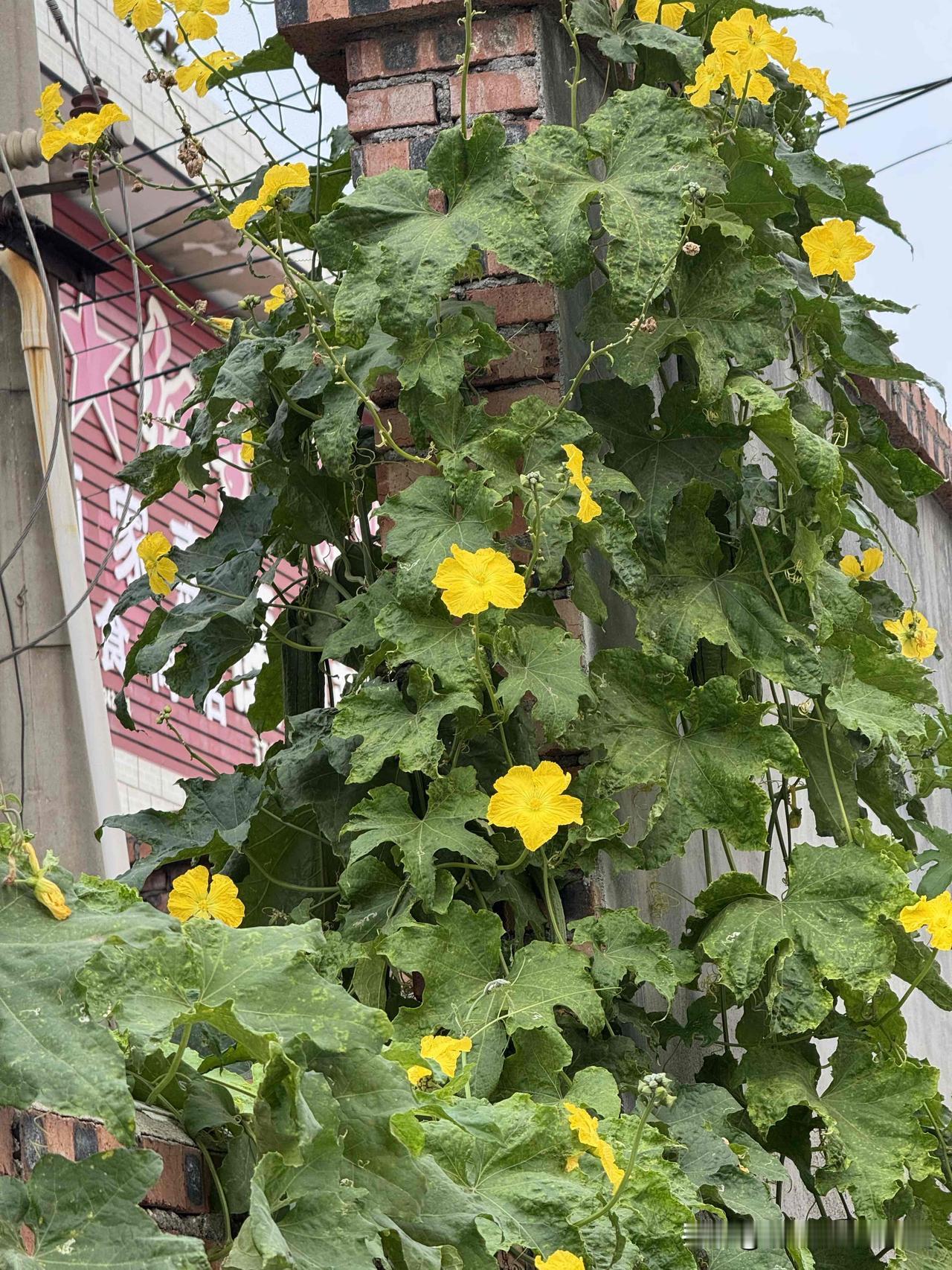 早晨散步，到处都是花儿的笑脸！
Walking in the morning, 