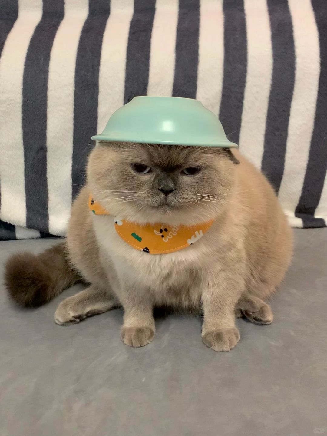 猫粮碗+修猫咪=西瓜太郎喵？