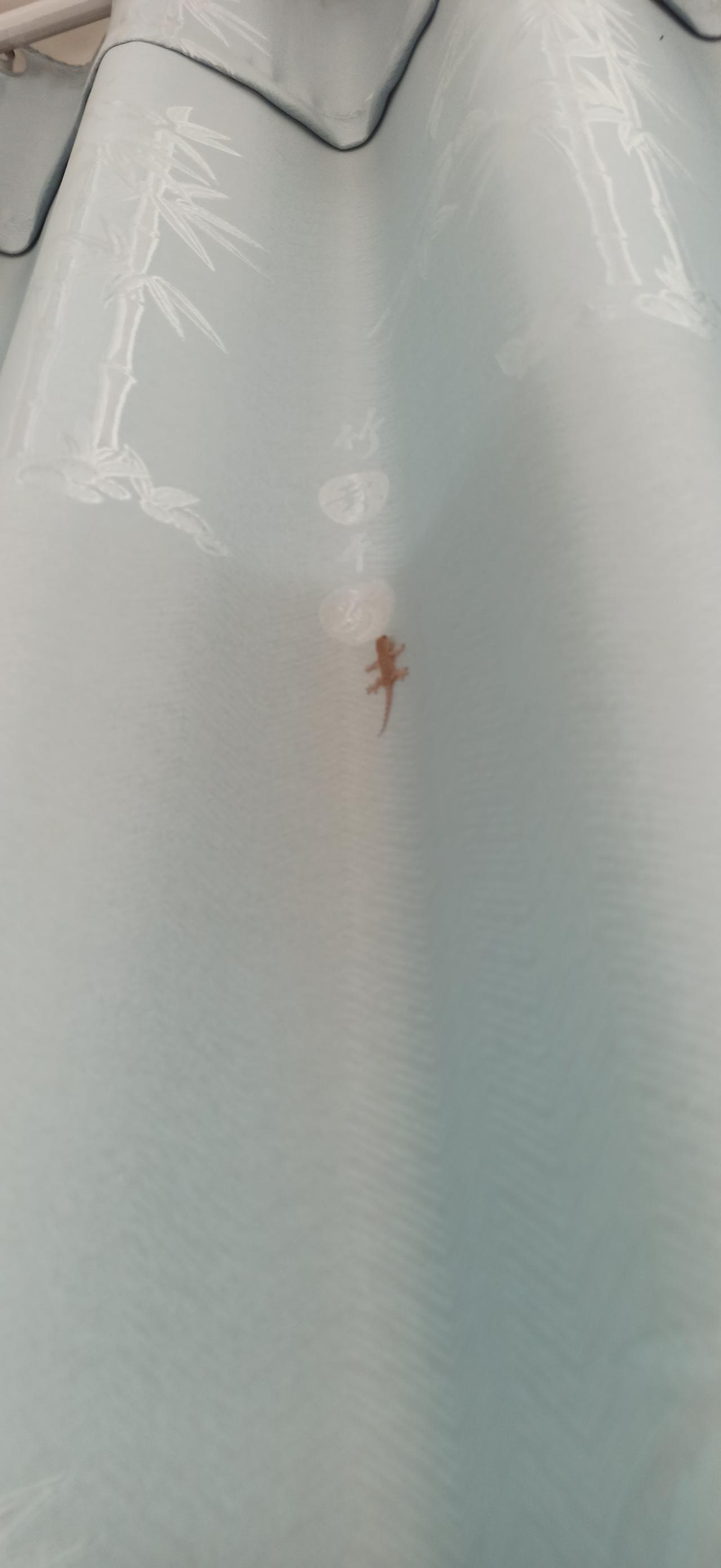 窗帘上有只壁虎宝宝，很小很可爱的样子，本来想拉窗帘的，看到这画面，我不忍触碰了，