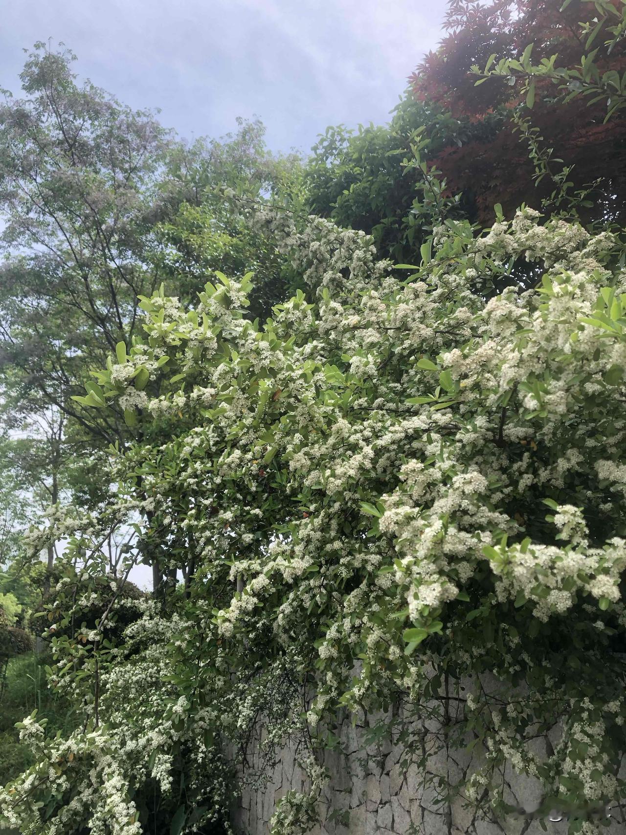 晒图笔记大赛走在河边被这面小白花墙美到了！石墙上的花团热热闹闹的，白得清清爽爽，