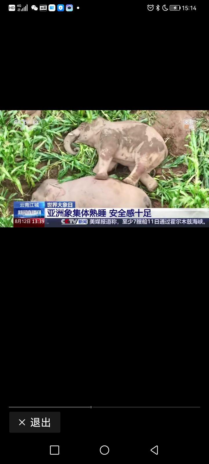 云南江城：一群大象安然入睡玉米地，绘就人象和谐共生画卷

8月12日，在云南普洱