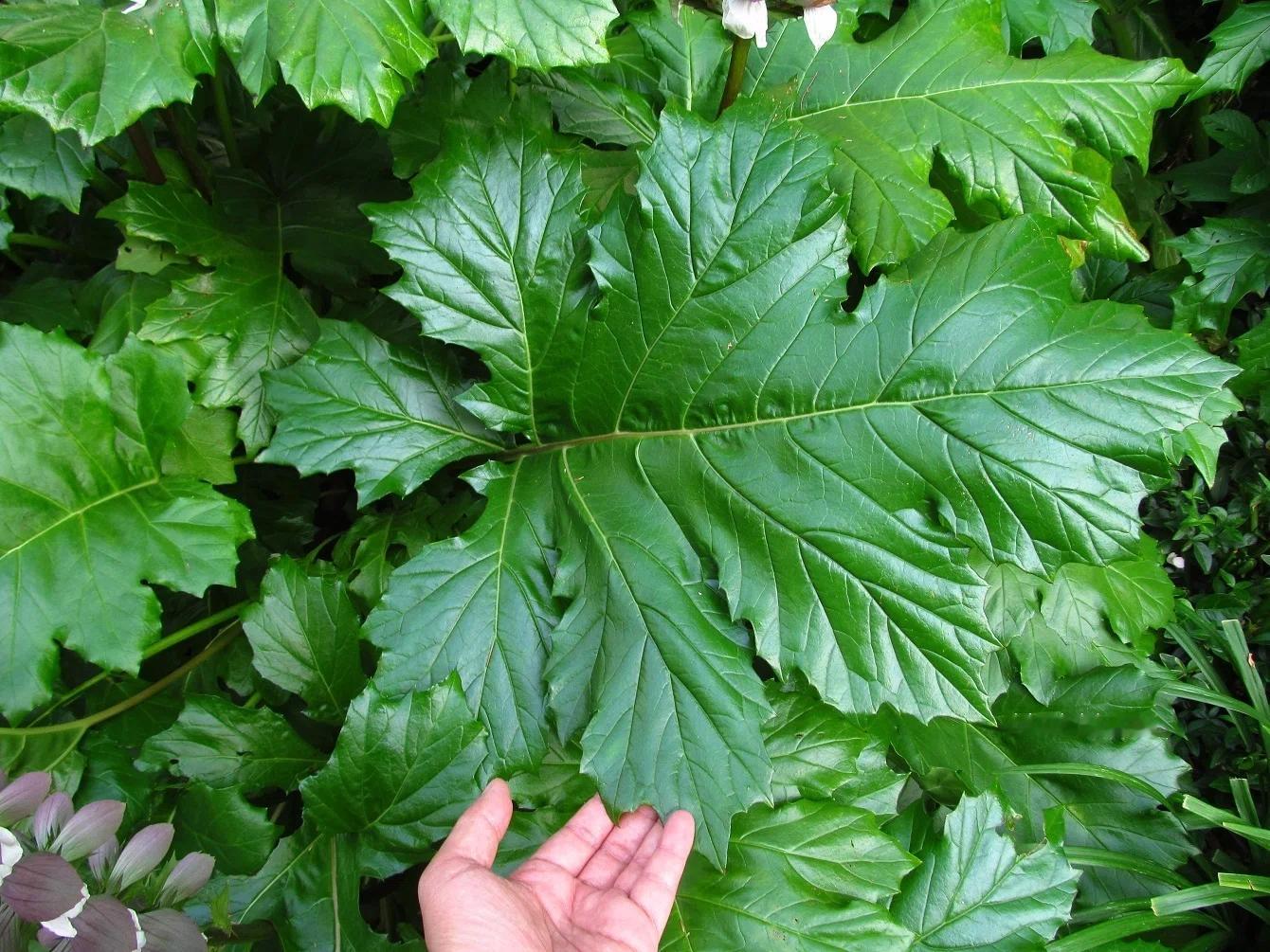 Acanthus，中文老鼠簕？日语アカンサス（莨菪花）ハアザミ（葉薊）。学名ἄκ
