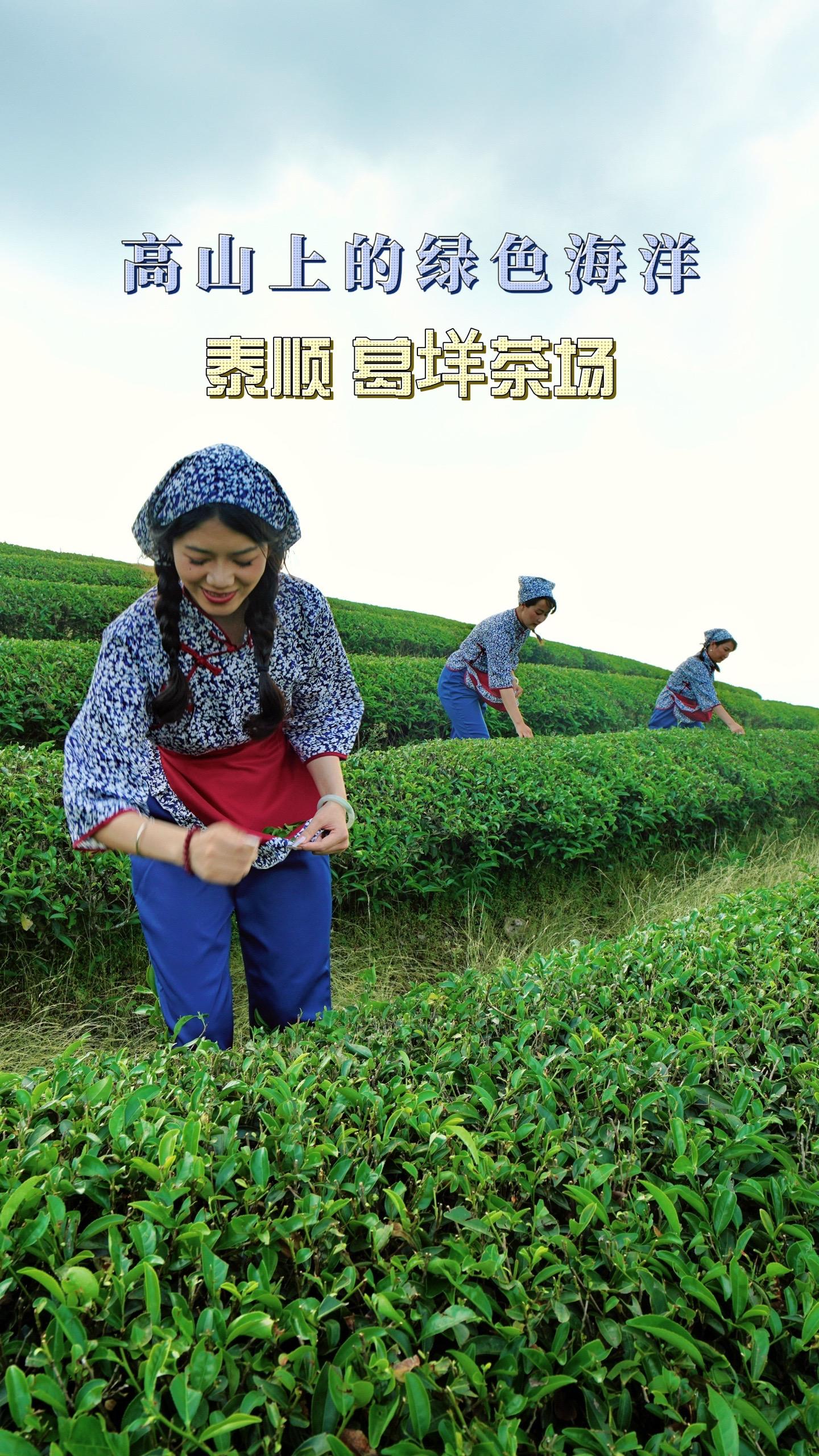 泰顺廊桥很出名，没想到再次来到泰顺，在雨中邂逅了一片唯美浪漫的茶场，葛...