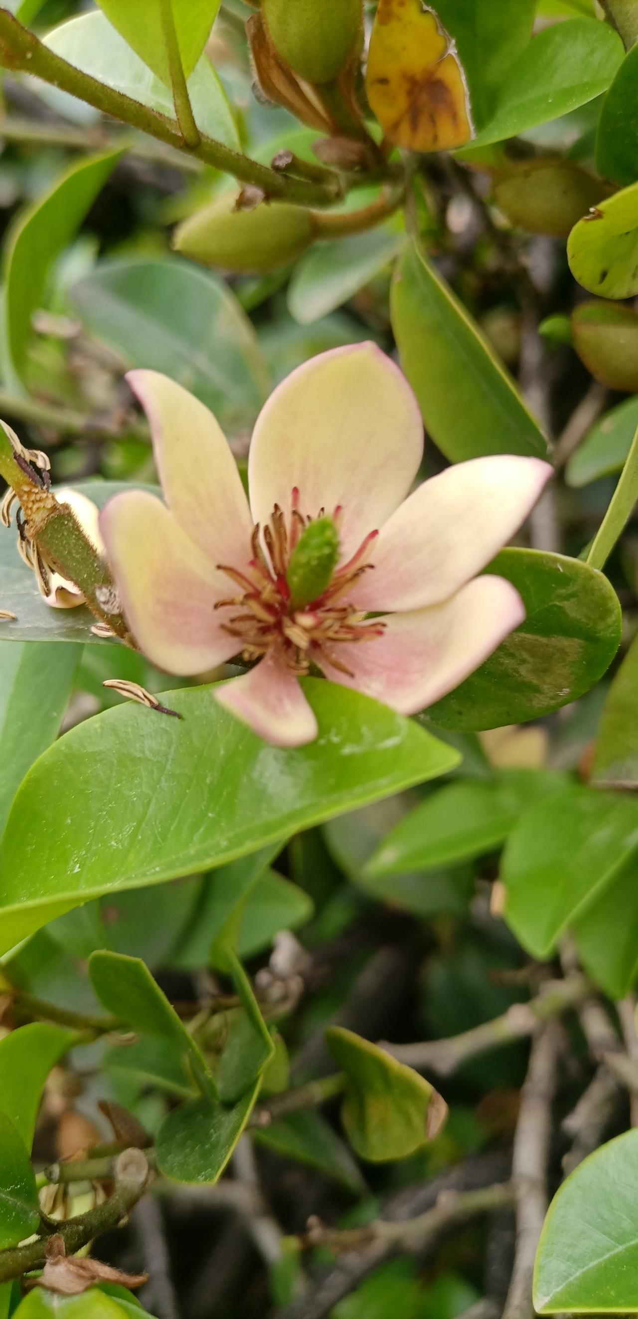 【春之韵·花国中的含笑花】真心话茶局

调笑令·含笑花
诗／‌高濂

含笑。含笑