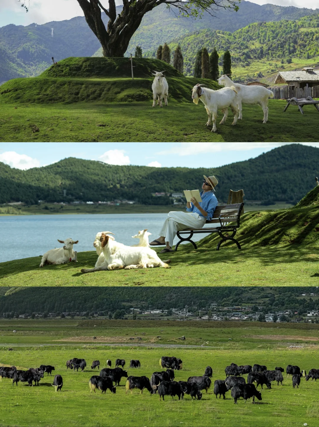 丽江秘境｜雪山湖泊间的牧场治愈时光