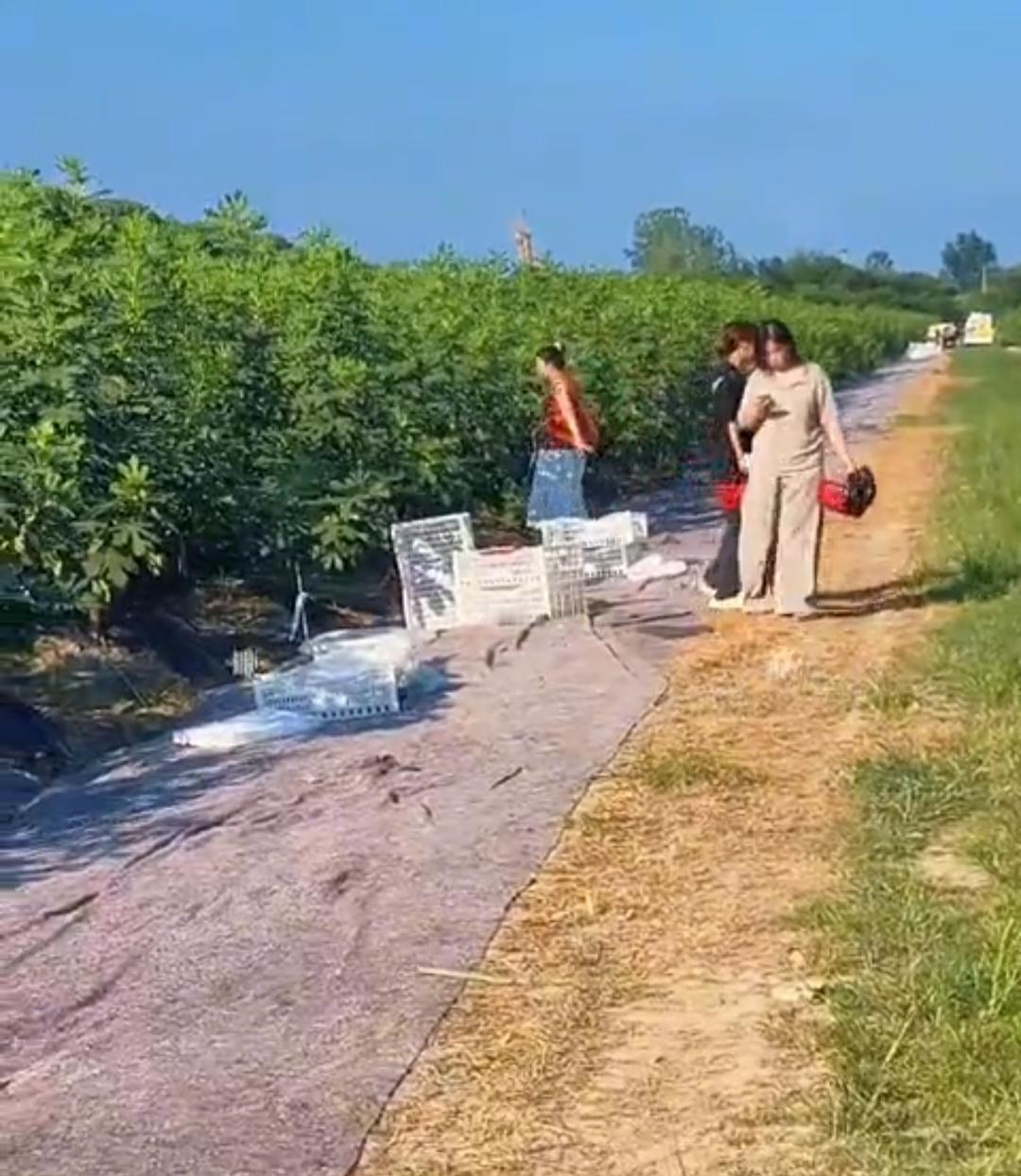 印象里的乡村，还是老人种地、年轻人外出、土地荒着？

如皋沿河村不是了。

12