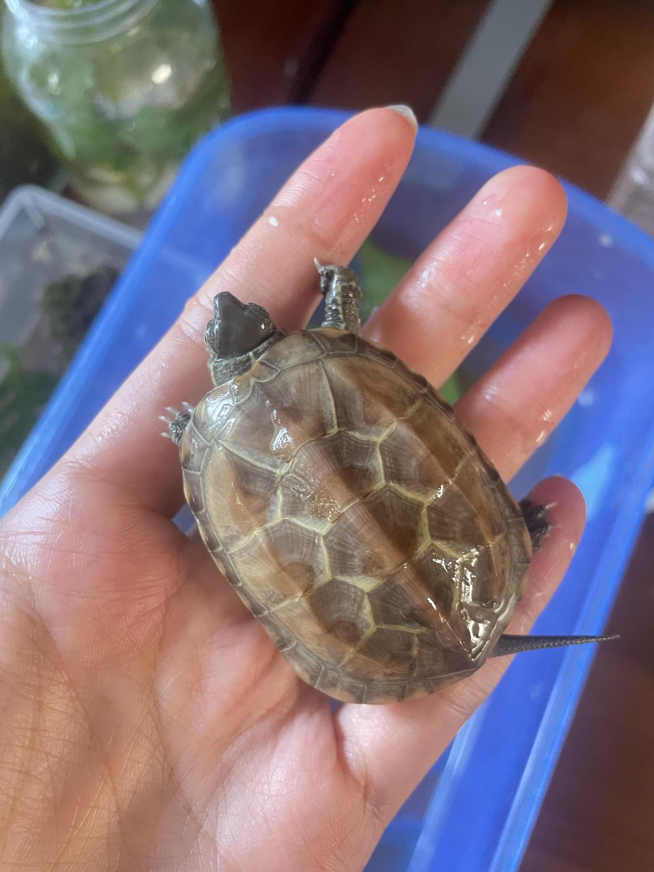这是什么龟？
有一次下大雨在路边捡的，
带回家后经过一个月终于吃东西了，
现在养
