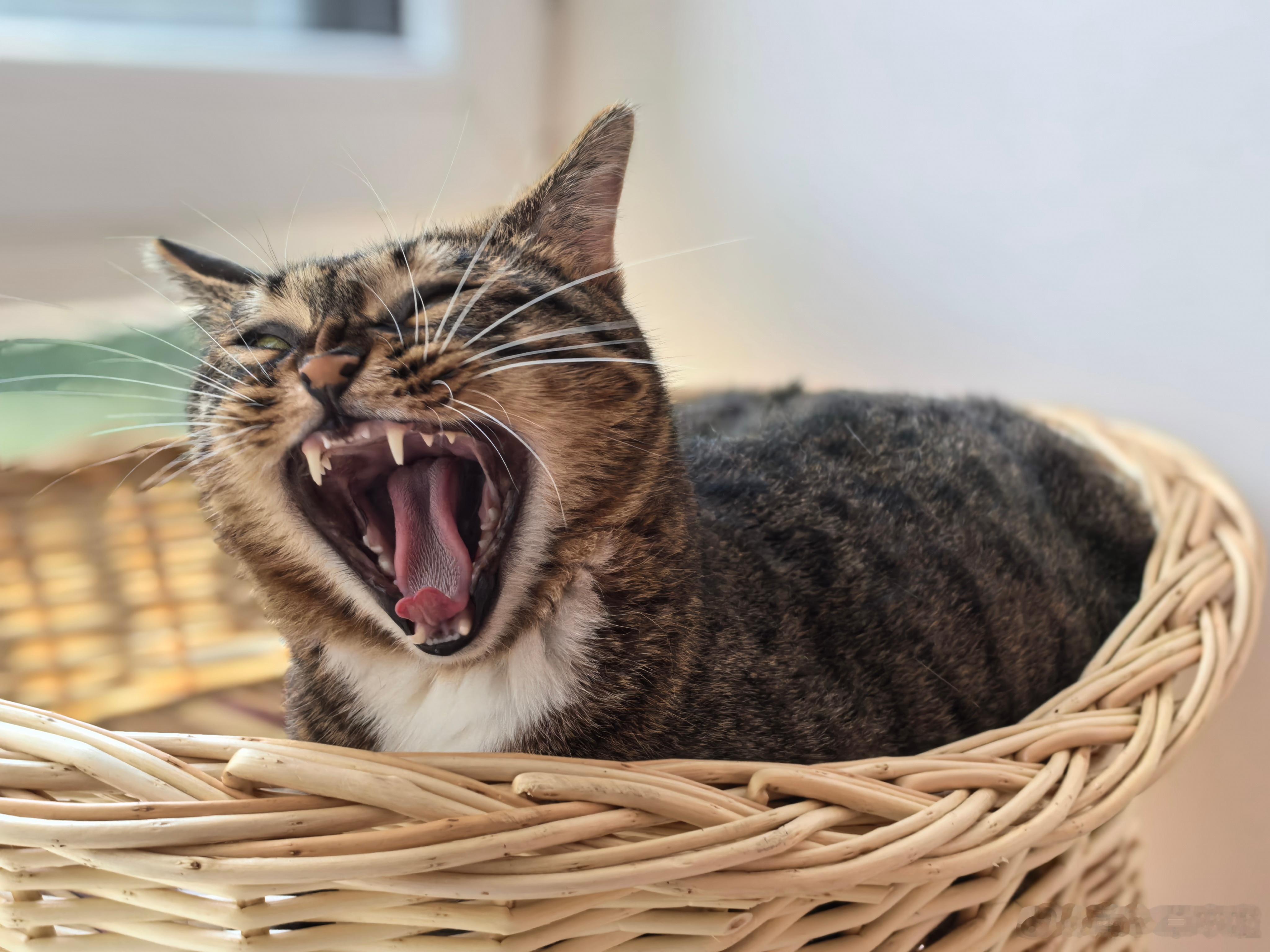 日常分享﻿ 请欣赏刚睡醒的猛虎咆哮中🐱
