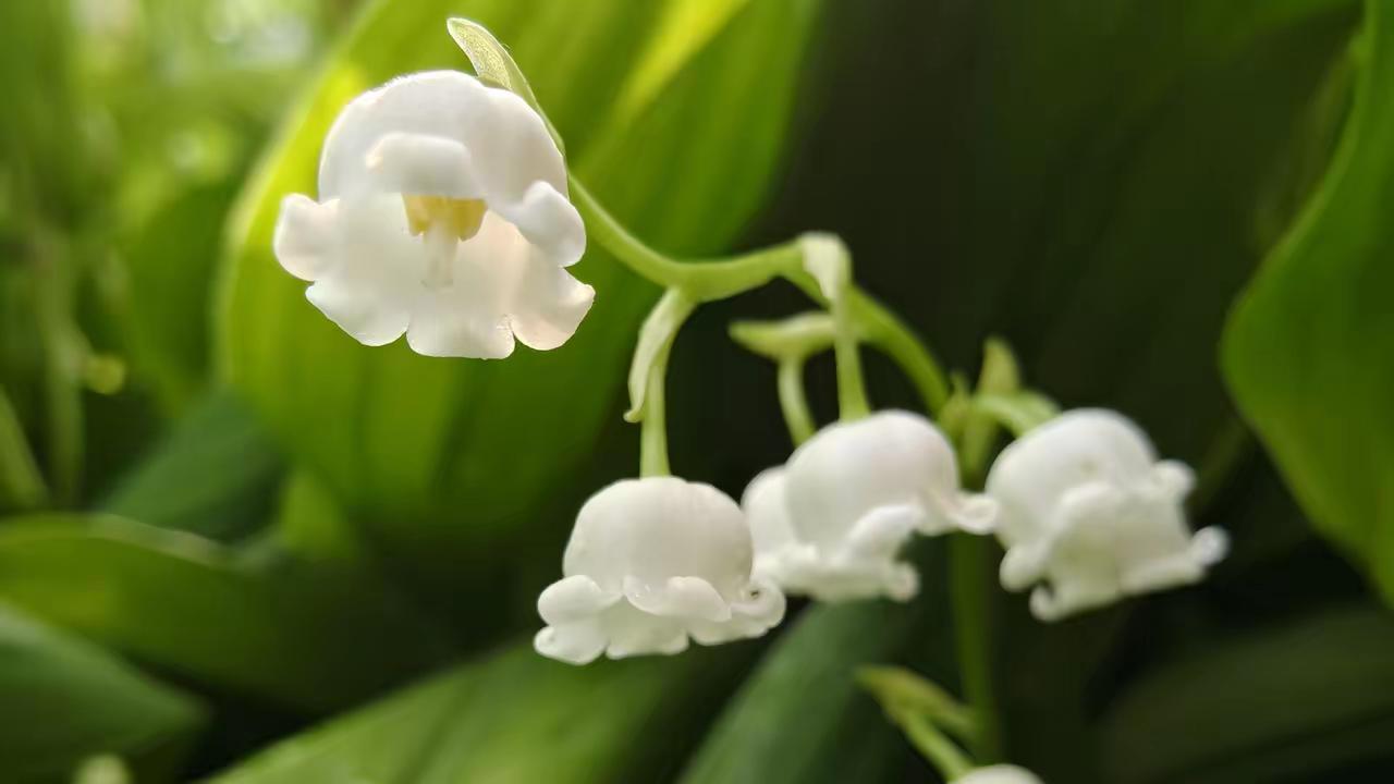 天天公园祈年殿西侧丁香大道的铃兰花开了。
铃兰是天门冬科铃兰属多年生草本植物。铃