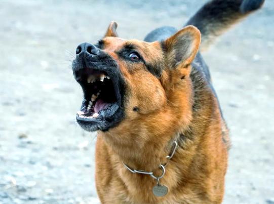 为什么踢狗往往适得其反？因为犬类肋骨弹性极佳，脚力冲击被巧妙化解，反而激增其攻击