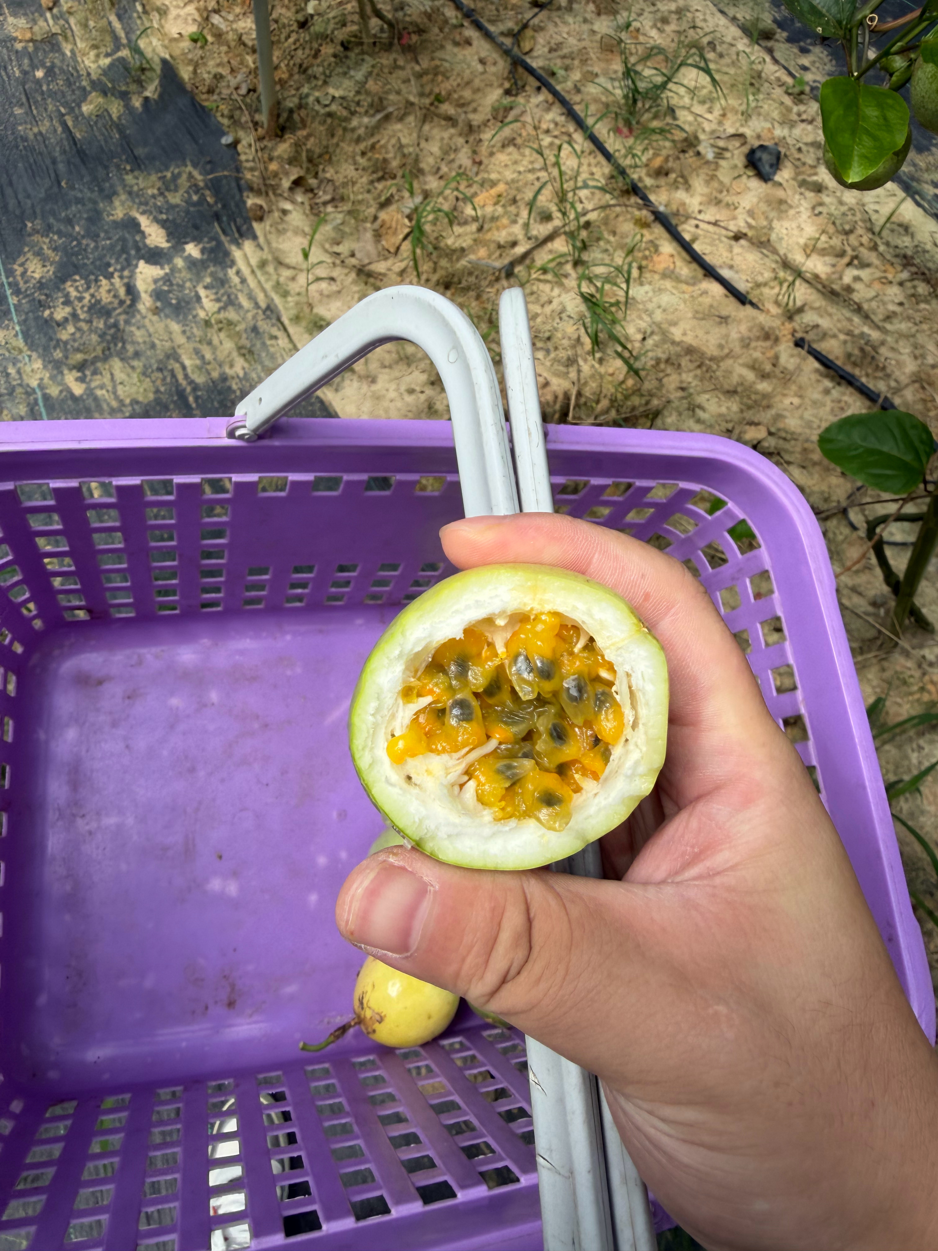 百香果，还得是钦蜜九号权威，没有一点酸味，全是甜的，要不明年我也在这整几亩地，种