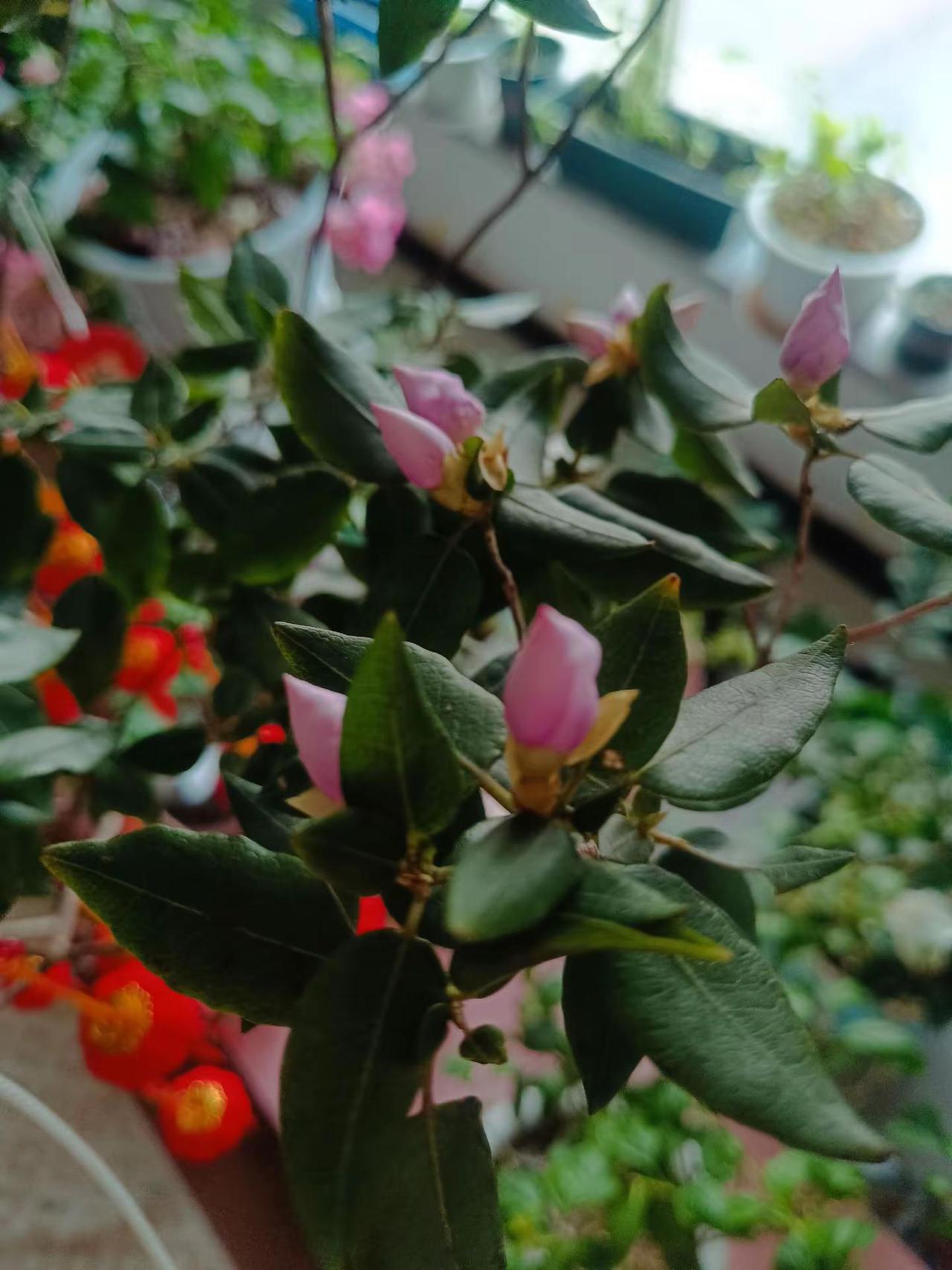 拍花也是一种享受 用一张照片证明你是花友 赏花🌸听音乐🎶